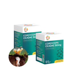 GKB Cordyceps Cicadae