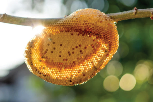 How Is Honeycomb Made? Can You Eat Beeswax? Honeycomb Benefits, Uses, and Propolis Guide