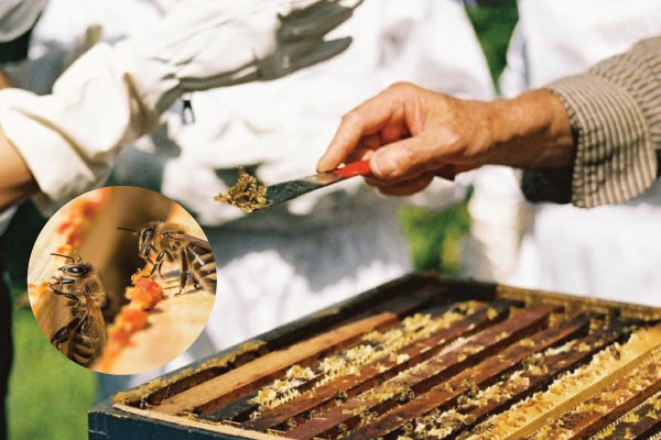 The 5 Major Benefits, Usage, and Side Effects of Propolis | Bai Zi Gui