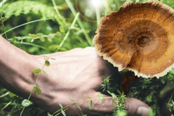Tiger Milk Mushroom: A Treasure for Lung Health and Immune Regulation | BaiZiGui