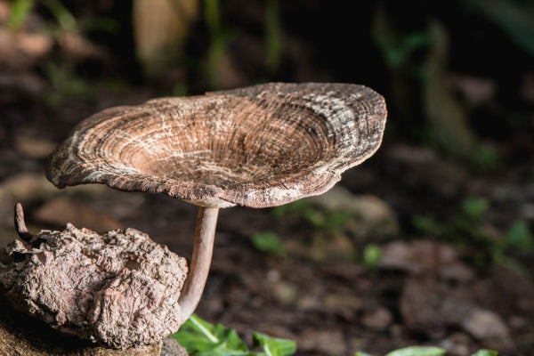 How Effective is Tiger Milk Mushroom? | Bai Zi Gui