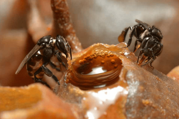 What Makes Kelulut Honey Unique? I Bai Zi Gui