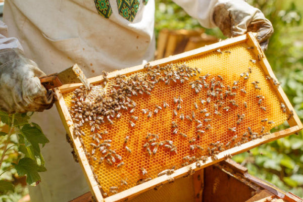 Are Propolis and Honey the Same? | BaiZiGui