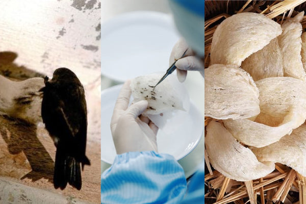 What Is the Shelf Life of a Bird's Nest? I BaiZiGui