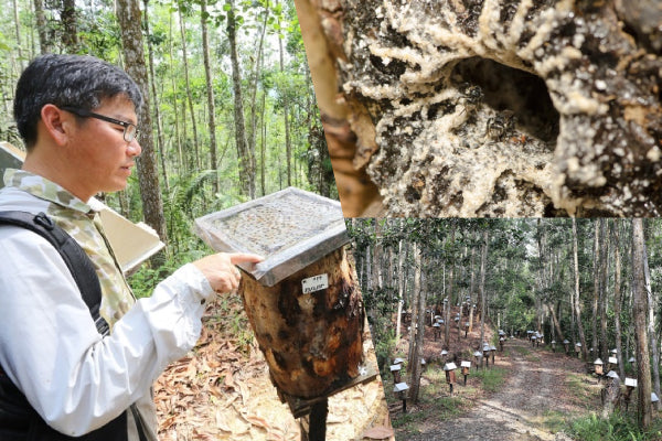 Why Is Kelulut Honey So Expensive? | Bai Zi Gui