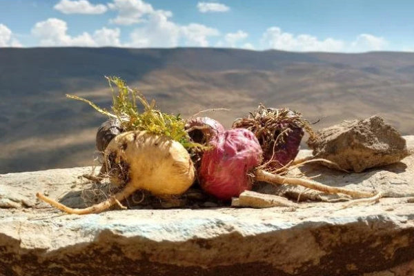 When is The Best Time to Take Maca? | Bai Zi Gui