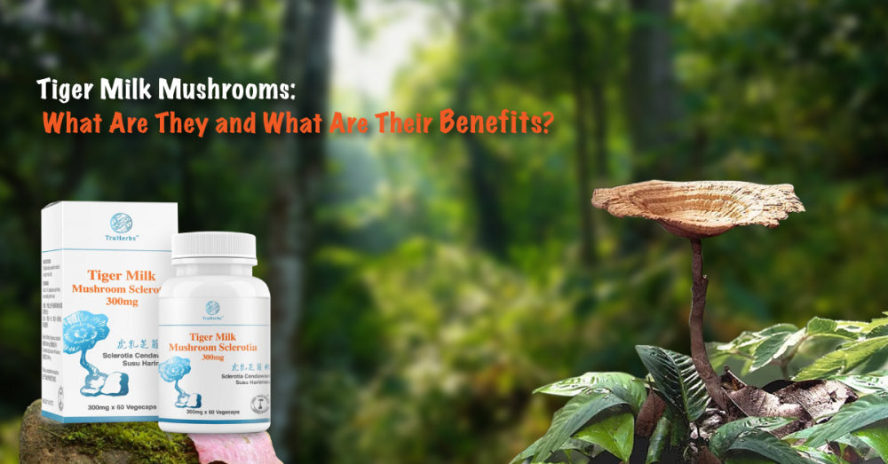Tiger Milk Mushrooms: What Are They and What Are Their Benefits?