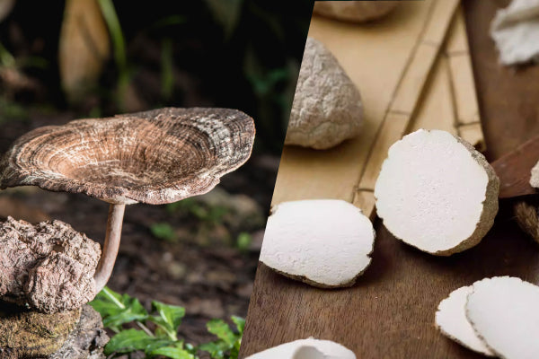 Is There Scientific Evidence for Tiger Milk Mushroom? | Bai Zi Gui