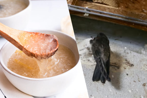 5 Fun Facts about Bird Nests | BaiZiGui