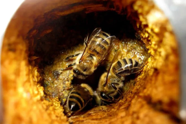 Can Diabetics Consume Propolis? I Bai Zi Gui