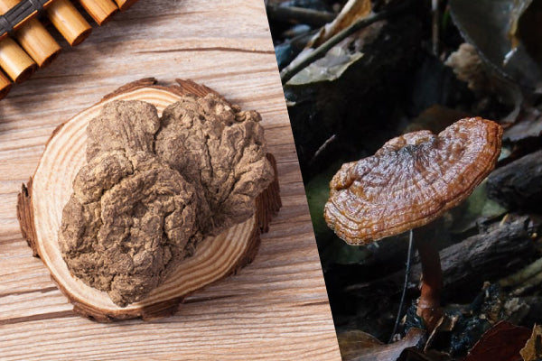 How Safe is Tiger Milk Mushroom? | Bai Zi Gui