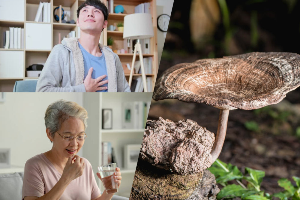 Enhance Respiratory Health | Tiger Milk Mushroom | Bai Zi Gui