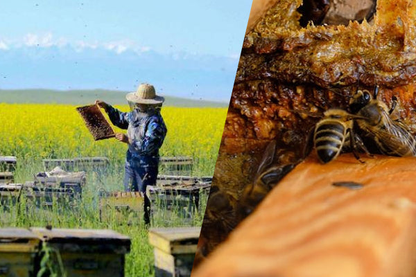 Why is Propolis Considered a Natural Antibiotic? I Bai Zi Gui
