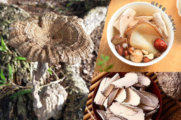 What Is Tiger Milk Mushroom Good For? I Bai Zi Gui