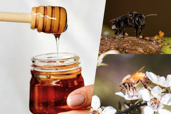 How to Differentiate Between Kelulut Honey and Regular Honey