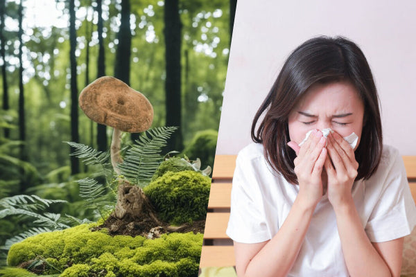 Allergic Rhinitis? Try Tiger Milk Mushroom! | Bai Zi Gui