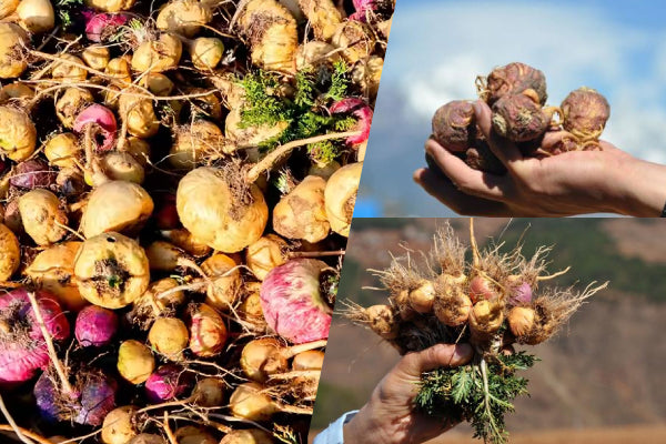 Maca Booster: Powder, Capsules, and Liquid - Which is Best?