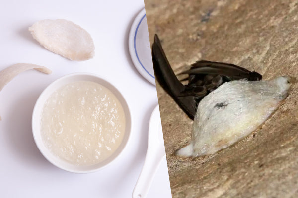 Bird Nest: The Natural Wonder for Health and Wellness