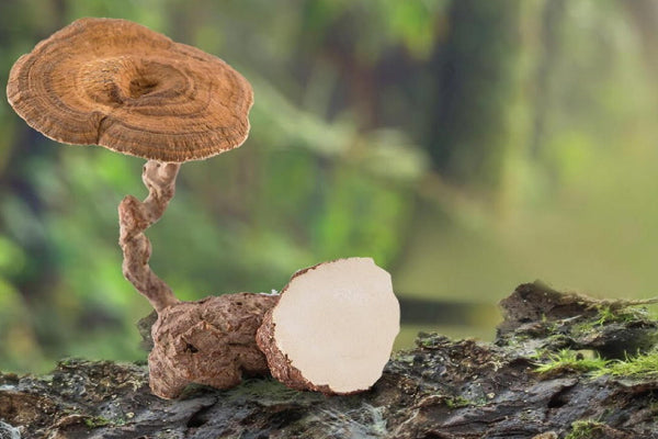 Tiger Milk Mushroom: What's So Special About Them?