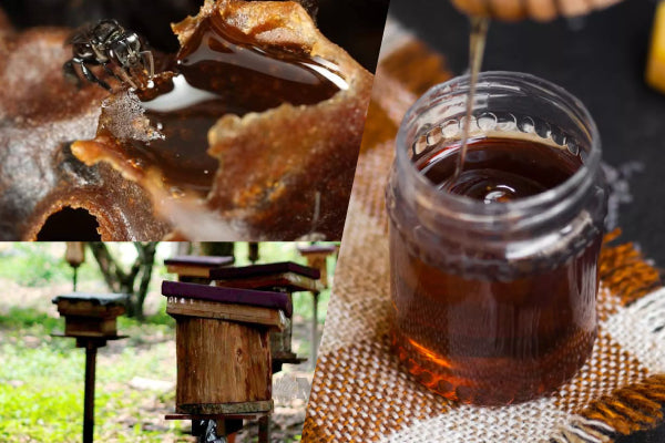 Proximate Analysis and Antioxidant Activity of Kelulut Honey