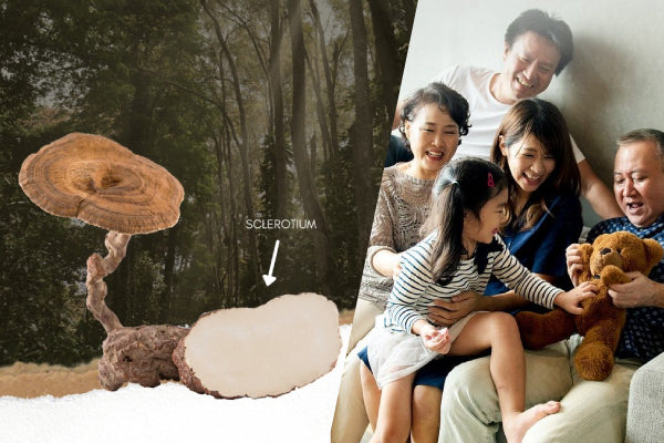 Can Tiger Milk Mushroom Help with Your Immune System?