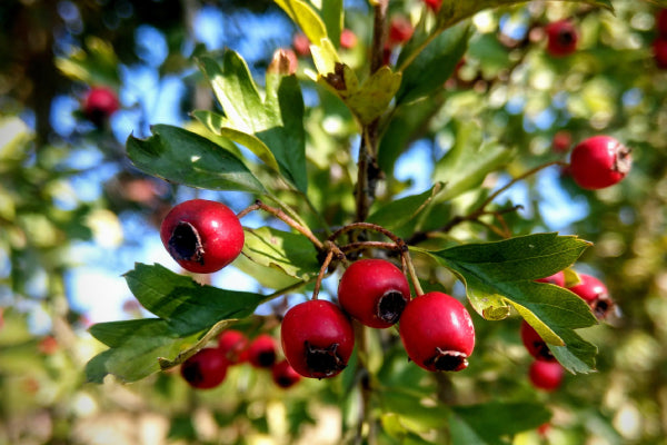 Hawthorn Benefits: Natural Weight Loss and Cardiovascular Support