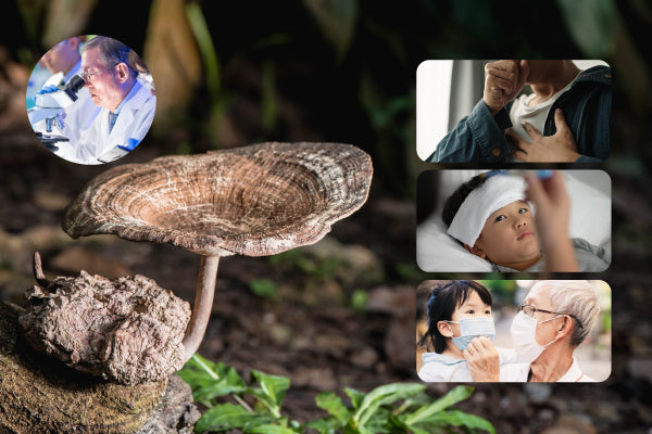 Tiger Milk Mushroom | Traditional vs. Modern Applications