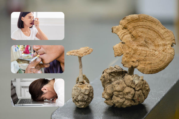 Tiger Milk Mushroom (Lignosus rhinocerus): Boost Immunity, Protect Lungs & Who Should Use It?