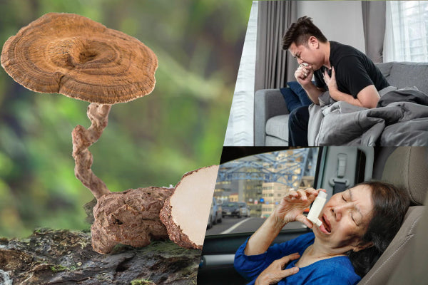 Can Tiger Milk Mushroom Help Treat Cough and Asthma?
