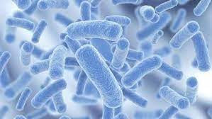 Probiotics Malaysia: What You Should Know | Bai Zi Gui