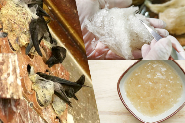 Best Guide to Edible Bird's Nest Benefits: Nutrition, Beauty, and Health Secrets Revealed