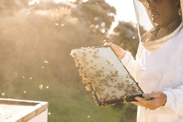 How Does Propolis Help Skin Repair? Discover the Natural Miracle for Beauty & Skincare!