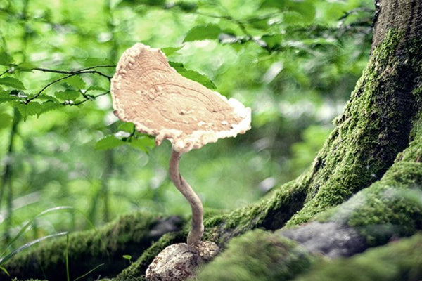 Tiger Milk Mushroom | A Natural Solution for Chronic Cough?