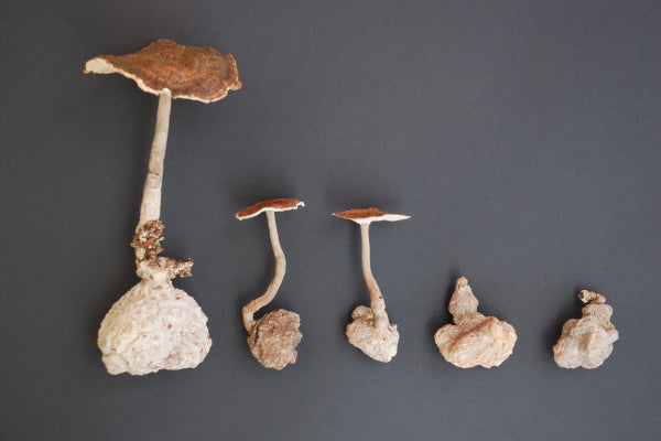 Comparison of Traditional and Modern Medical Applications of Tiger Milk Mushroom