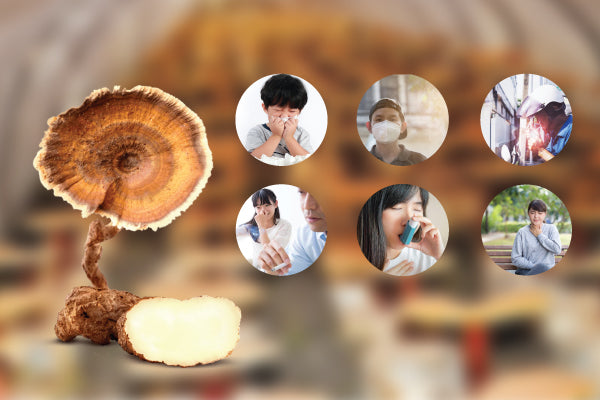 Tiger Milk Mushroom in Traditional Chinese Medicine: Which Body Types Benefit and How to Use It Effectively