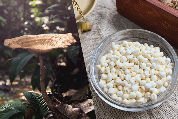 Tiger Milk Mushroom vs Chuan Bei: Which Is Better for Chronic Cough and Lung Weakness?