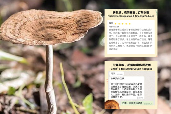 Can Tiger Milk Mushroom Really Improve Respiratory Sensitivity? Real User Testimonials