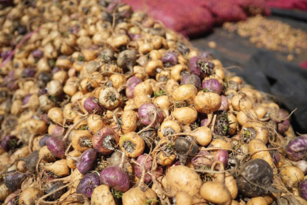 Maca Powder vs Capsules: Which Is More Effective? In-Depth Comparison