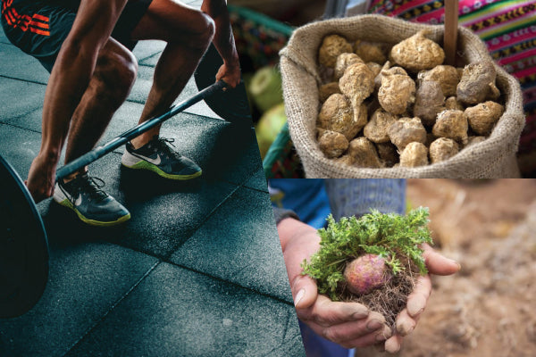 Maca Booster for Gym Performance: Does It Help?