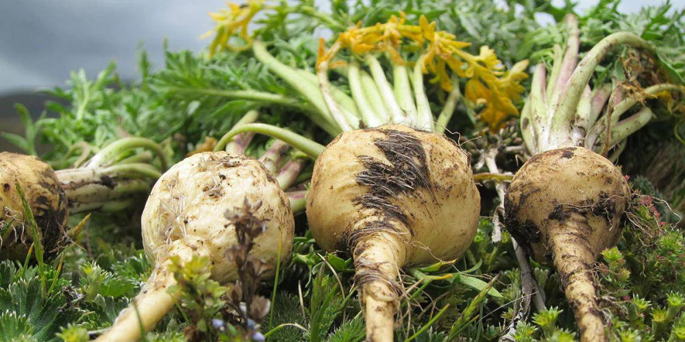 Unveiling the Power of Maca Booster for Men's Health: A Bai Zi Gui Perspective