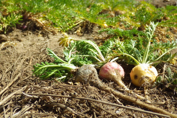 What Are the Benefits of Maca? Boost Energy and Balance Hormones in One Guide