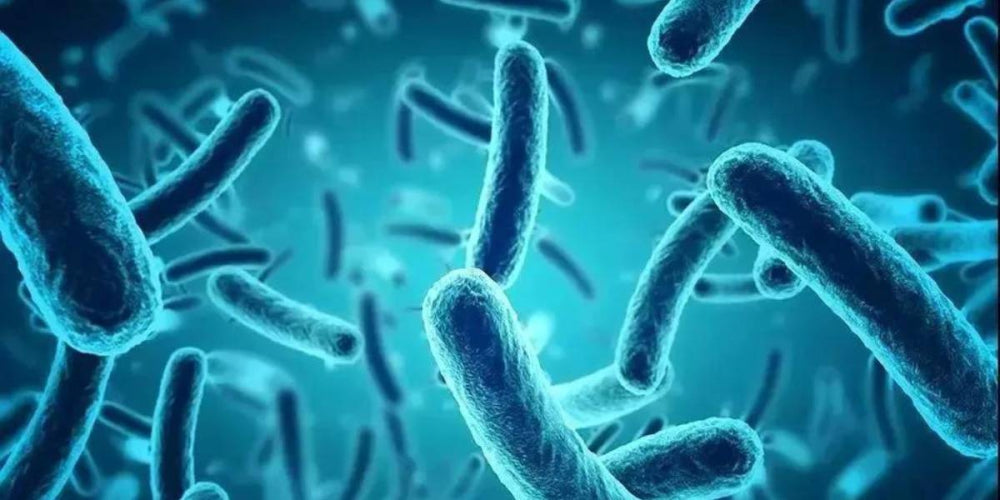 6 Signs You Need Probiotics to Protect and Reset Your Gut