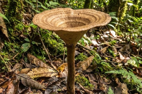 Why Do Your Cough and Sinus Issues Keep Coming Back? Discover the Lung-Cleansing Power of Malaysia’s "National Treasure": Tiger Milk Mushroom
