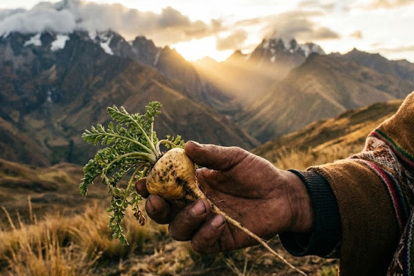 Why Do Men Over 30 Always Feel "Powerless"? Reveal How Peruvian Treasure Maca Helps You Regain the Fighting Power of a 20-Year-Old