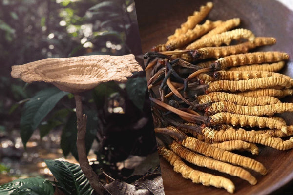 Choosing the Best Support for Your Lungs: A Comparison Between Tiger Milk Mushroom and Cordyceps