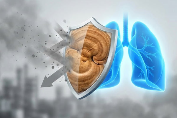 Urban Pollution and Smoke Damage: Why Tiger Milk Mushroom is a Modern Lung Cleanser