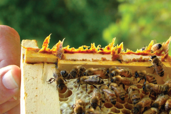 Miracle of Nature: How Propolis Restores Your Self-Healing Power in a High-Stress World