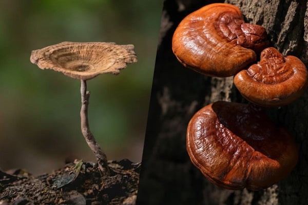 The Lingzhi Myth: Understanding the Critical Differences Between Tiger Milk Mushroom and Traditional Lingzhi for Your Respiratory Health