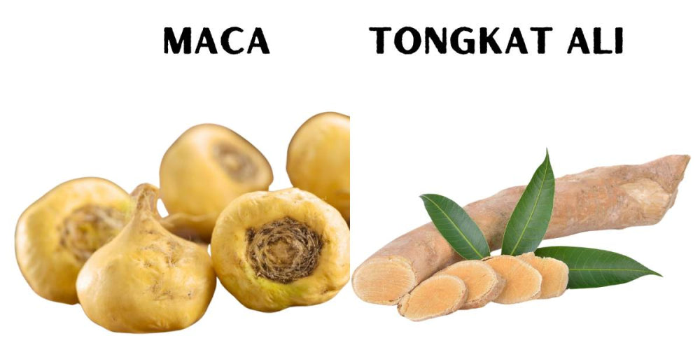 Maca vs. Tongkat Ali | Exploring Similarities & Differences