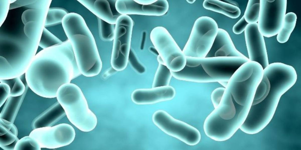 Finding the Perfect Probiotic: A Guide to Choosing the Best Probiotics in Malaysia